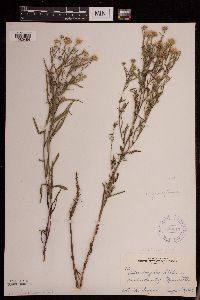Symphyotrichum boreale image
