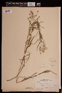 Symphyotrichum boreale image