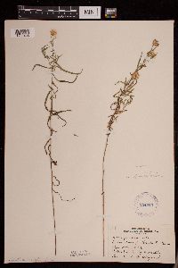 Symphyotrichum boreale image