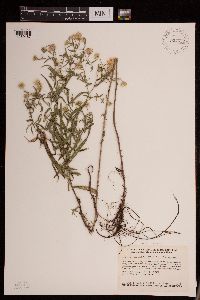 Symphyotrichum boreale image