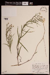 Symphyotrichum boreale image