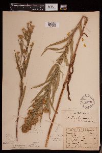 Symphyotrichum boreale image