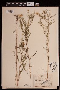 Symphyotrichum boreale image