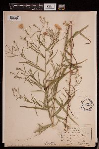 Symphyotrichum boreale image