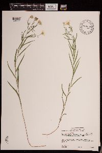 Symphyotrichum boreale image