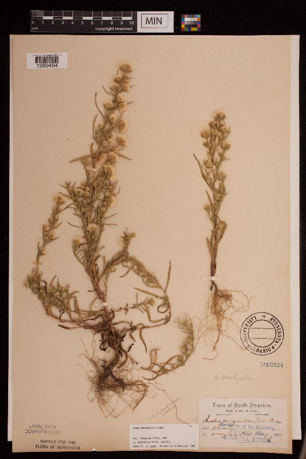 Symphyotrichum ciliatum image