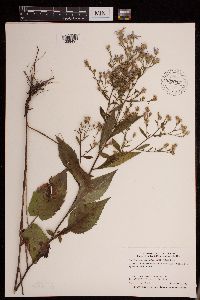 Symphyotrichum ciliolatum image