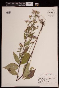 Symphyotrichum ciliolatum image