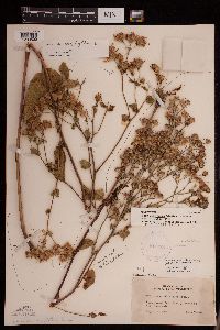 Image Associated With the Occurrence