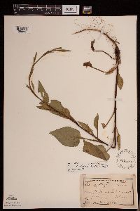 Symphyotrichum cordifolium image