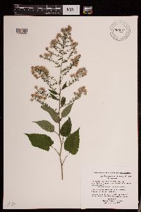 Symphyotrichum cordifolium image