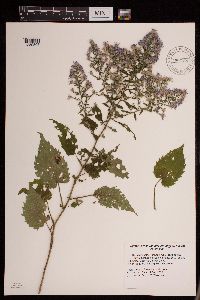 Symphyotrichum cordifolium image