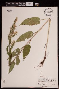 Symphyotrichum cordifolium image