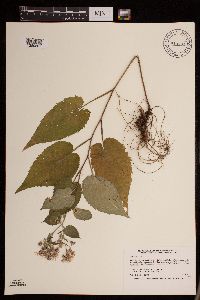 Symphyotrichum cordifolium image