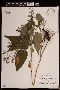 Symphyotrichum cordifolium image