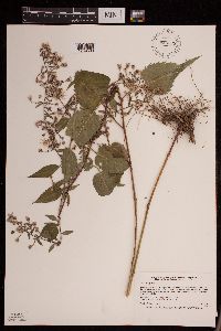 Symphyotrichum cordifolium image