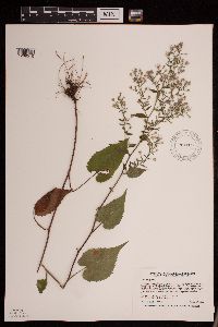 Symphyotrichum cordifolium image