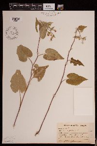 Symphyotrichum cordifolium image