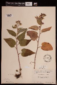 Symphyotrichum drummondii image