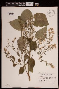 Symphyotrichum drummondii image