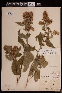 Symphyotrichum drummondii image