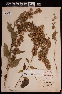 Symphyotrichum drummondii image