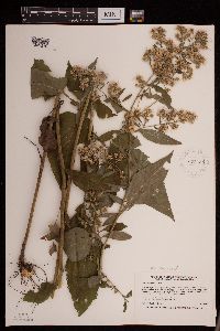 Symphyotrichum drummondii image