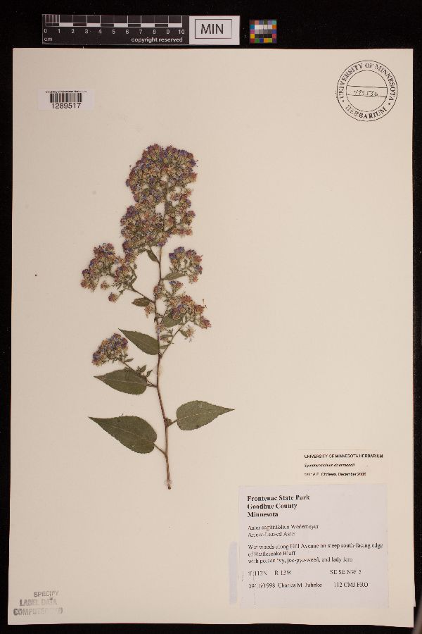 Symphyotrichum drummondii var. drummondii image