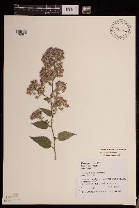 Symphyotrichum drummondii image