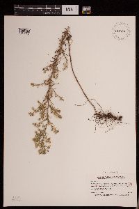 Media resource of Aster ericoides