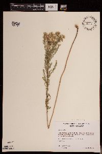 Symphyotrichum ericoides image