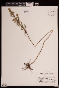 Symphyotrichum ericoides image
