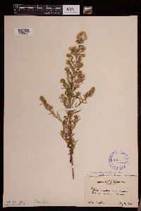 Symphyotrichum falcatum var. commutatum image