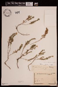 Symphyotrichum falcatum var. commutatum image