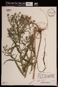 Symphyotrichum firmum image