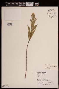 Symphyotrichum firmum image