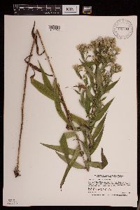 Symphyotrichum firmum image
