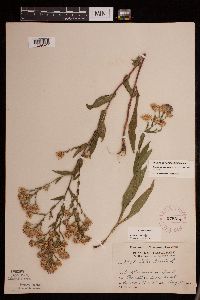 Symphyotrichum laeve image