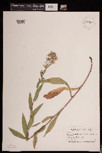 Media resource of Aster laevis