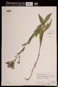 Symphyotrichum laeve image
