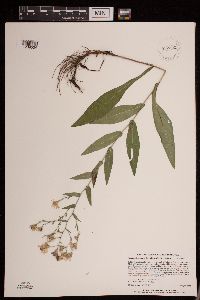 Symphyotrichum laeve image