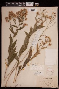 Symphyotrichum laeve var. laeve image