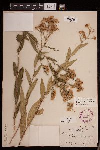 Symphyotrichum laeve var. laeve image