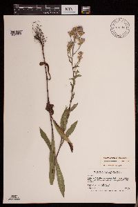 Symphyotrichum laeve var. laeve image