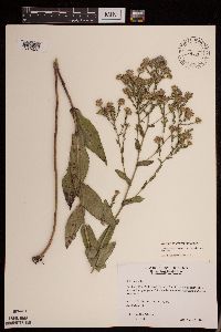 Symphyotrichum laeve var. laeve image