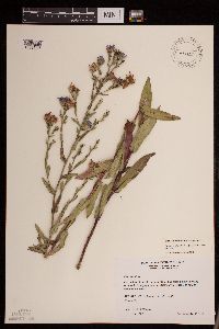Symphyotrichum laeve var. laeve image