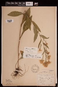 Symphyotrichum laeve var. laeve image