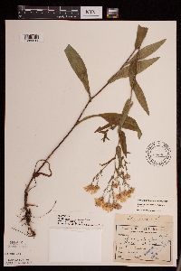 Symphyotrichum laeve var. laeve image