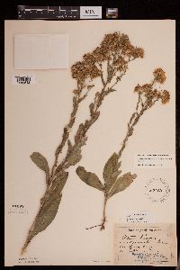 Symphyotrichum laeve var. laeve image