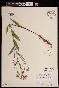 Symphyotrichum laeve var. laeve image